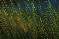Moorgras im Wind
